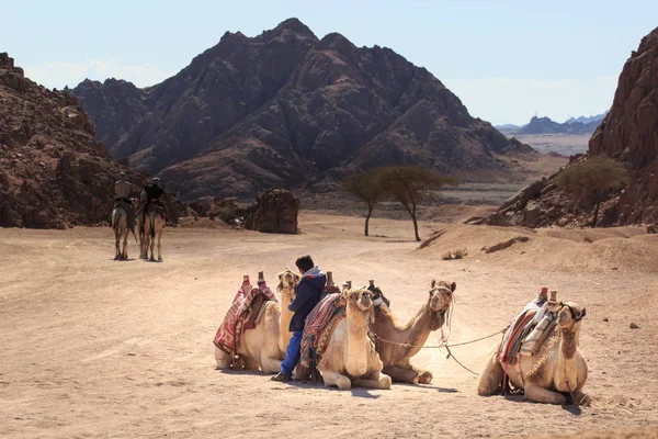 Sharm El Sheikh, Egypt - 24. ledna, 2018:people cestování na velbloudech v Egyptské poušti — Stock fotografie