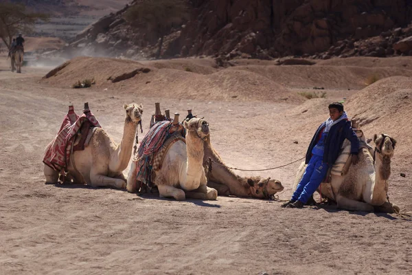 Sharm El Sheikh, Egypt - 24. ledna, 2018:people cestování na velbloudech v Egyptské poušti — Stock fotografie