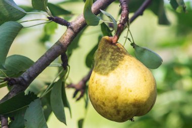 Armut dalında taze armut. Doğal ortamda organik armutlar. Yaz bahçesinde armut hasadı
