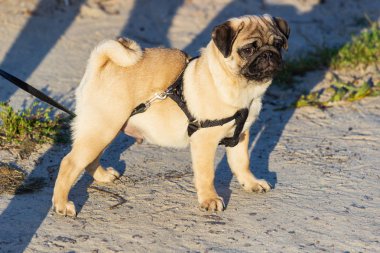 Açık havada oynayan yeni doğan pug köpek. Güzel erkek Pug köpek yavrusu portresi