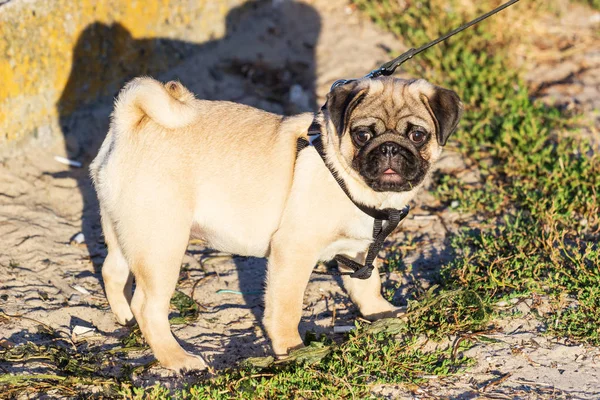 Pugs In The Park — Stock Photo, Image