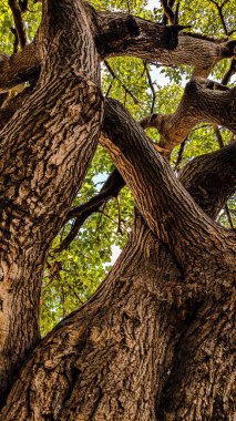 Zengin yeşilliğin arka planında güzel bir sarmal ağaç gövdesi. Manzaralı doğal yeşil zemin. Güneş ışığında fotokopi alanı ile birlikte. Güneşli bir günde yemyeşil.