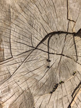 Kesilmiş ağaç gövdesinin ahşap dokusu, yakın plan.