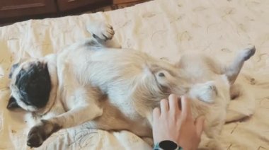 Beyaz, şişman, sevimli pug köpeği yerde yatıyor ve yuvarlanıyor. Komik bir yüz ve duruş sergiliyor.