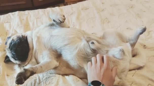 Білий жир милий мопс собака лежить і танцює на підлозі роблячи смішне обличчя і поза — стокове відео