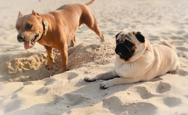 Little funny pug lying on a sidewalk in a summer park. — Stock Photo, Image