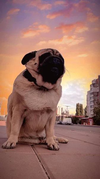 Gün batımının aydınlatma arka planında güzel pug. — Stok fotoğraf