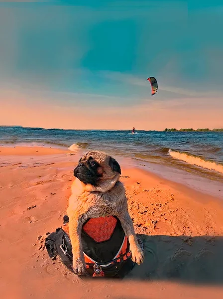 Kite surfers a dog and a girl at the seashore — Stock Photo, Image