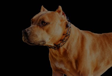 Amerikan Staffordshire Teriyeri, siyah üzerinde tek başına oturuyor.