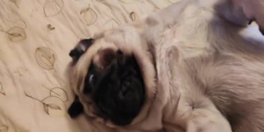 Beyaz, şişman, sevimli pug köpeği yerde yatıyor ve yuvarlanıyor. Komik bir yüz ve duruş sergiliyor.