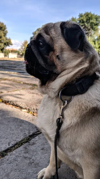 Little smiling pug sitting on a sidewalk in a summer park. — Stock Photo, Image
