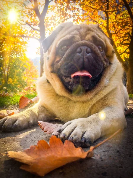 Cane carlino beige seduto sulle foglie in autunno — Foto Stock