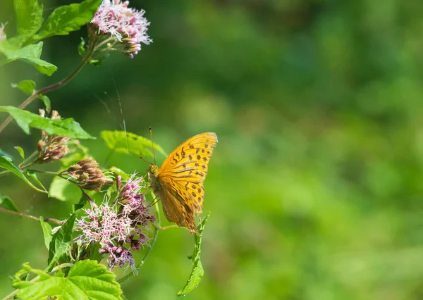 Çiçeğe yakın kelebek, kaplan kelebeği. — Stok fotoğraf