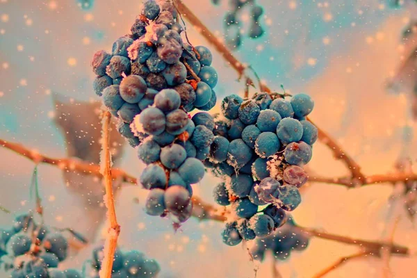 Freez racimo de uvas en invierno, DOF es shalow — Foto de Stock