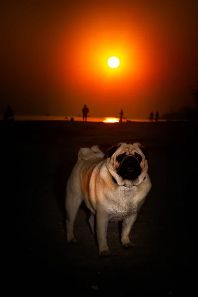 Young pug on the beach during sunrise — Stok fotoğraf