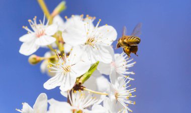 Arılar uçar, arılar çiçek açar.,