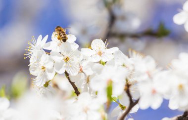 Arılar uçar, arılar çiçek açar.,