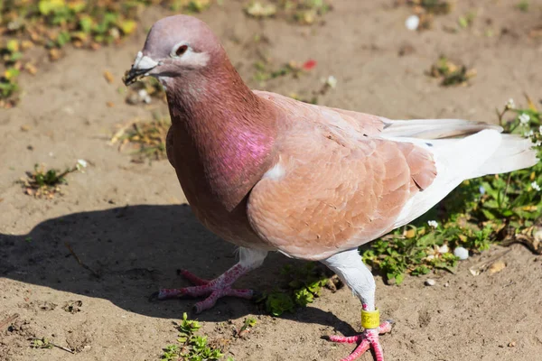 링 - 목 (Ring-necked) 또는 케이프 터틀 도브 (Cape Turtle Dove) 는 아프리카 비둘기 과에서 가장 흔하고 널리 분포하는 종이다. 다양 한 서식지와 인간 지역, 특히 농장에서 살아남기 위해 적응 해 왔습니다. — 스톡 사진