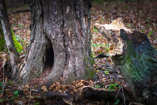 Tree trunk with a den dug in it — Stock Photo, Image