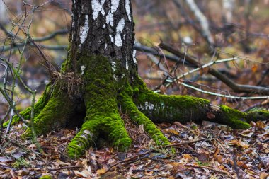Ormanda yosunlu huş ağacı