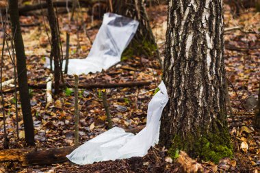 Ormandaki huş ağacından üretilen çiftlik. Birch suyu toplamak kış uykusunun sonunu ve baharın başlangıcını simgeler. Sağlıklı vitaminli doğal organik su..