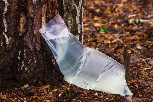 Farm for produced from birch in the forest. Collecting Birch juice symbolizes the end of winter dormancy and the beginning of spring. Natural organic water with vitamins for healthy.