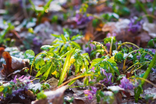 Closeup Single Winter Aconite Flower Peeping Snow First Spring Flowers — Stock Photo, Image