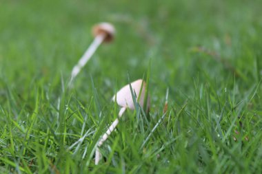 Beyaz mantar bitkilerinin manzarası ve sonunda şemsiye gibi bir motifi var, bu bitkiler vahşi yaşıyor ve mantarın etrafında yeşil otlar var.