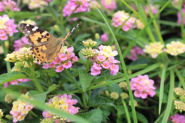 Uma Visão Uma Borboleta Tomando Essência Flor Amarela — Fotografia de Stock