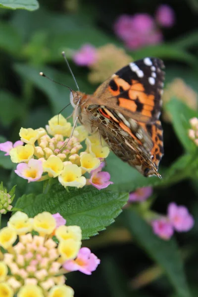 Une Vue Papillon Qui Prend Essence Fleur Jaune — Photo