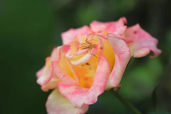 Pole Růžových Růží Rosaceae Pavouky — Stock fotografie