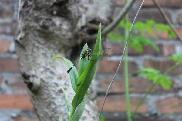 Zicht Libellen Twijgen Tuin — Stockfoto