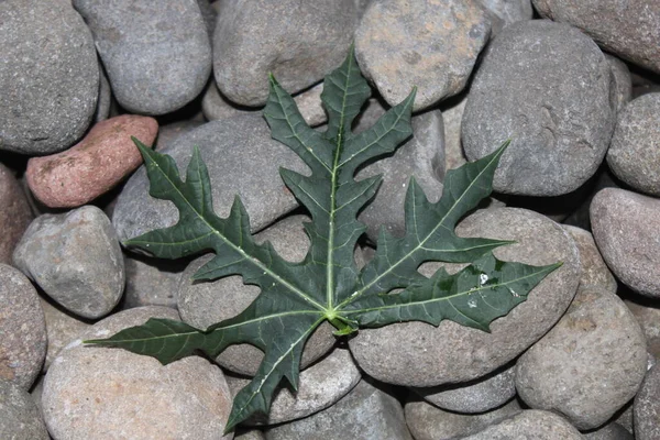 Papaya leaves on a stone