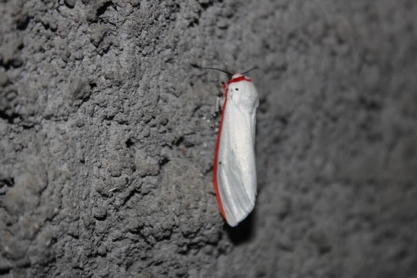 Kanatlarındaki Kırmızı Çizgili Kelebek Evin Duvarına Tünemişti — Stok fotoğraf