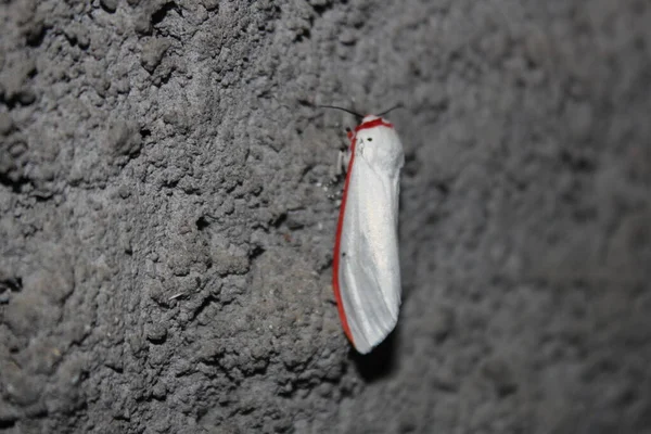 Borboleta Listrada Vermelha Suas Asas Empoleiradas Parede Casa — Fotografia de Stock