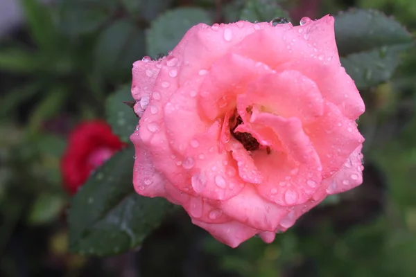 Bílé Růžové Růže Kapky Deště Krásné Barvy Okouzlující Kapky — Stock fotografie