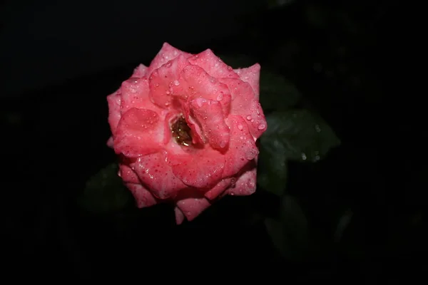 Розовые Розы Ночью Красивые Цвета Очаровательные Капли Цветы Цвету — стоковое фото