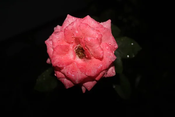 Pink Roses Night Beautiful Colors Charming Drops Flowers Bloom — Stock Photo, Image