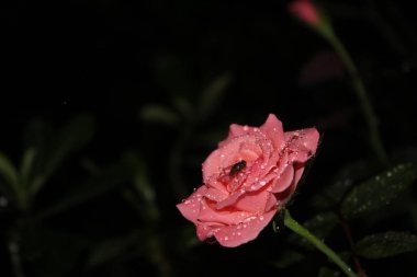 Geceleri pembe güller, güzel renkler ve büyüleyici damlalar, çiçek açan çiçekler.