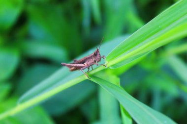 Yeşil yapraklı kahverengi çekirge