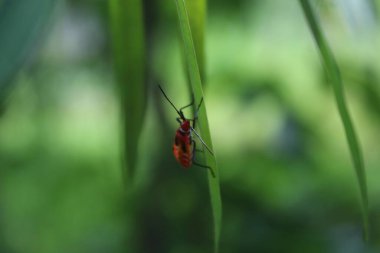 Yeşil yapraklı portakal haşereleri