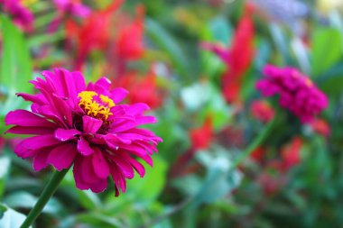 Gündüzleri açan güzel mor çiçeklerin manzarası