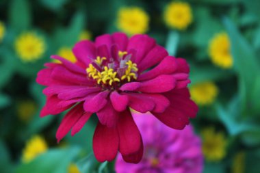 Uyumlu kompozisyon, küçük sarı çiçekler ve mor çiçekli yeşil yapraklar.