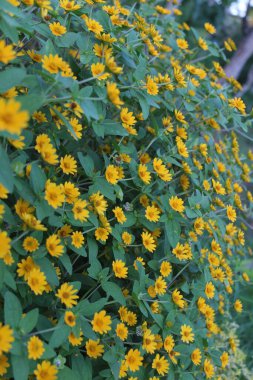 Gündüzleri açan sarı çiçeklerin manzarası