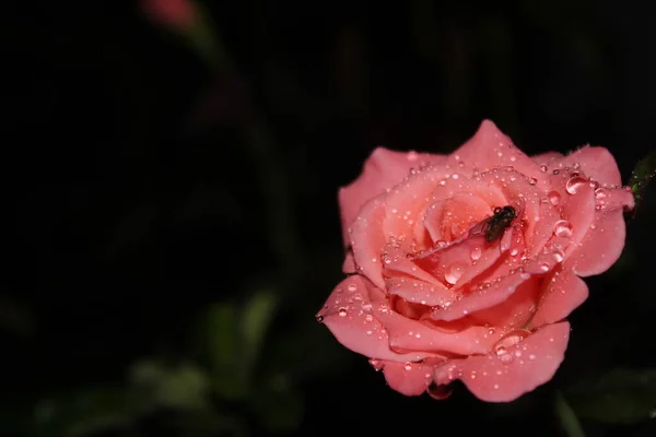 Růžové Růže Noci Krásné Barvy Půvabné Kapky Květiny Květu — Stock fotografie