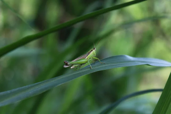 Grön Gräshoppa Bladen Morgonen — Stockfoto
