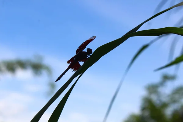 Zicht Rode Libellen Twijgen Tuin — Stockfoto