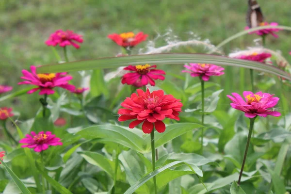 Uma Vista Flores Vermelhas Flor Durante Dia — Fotografia de Stock