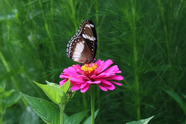 Belles Perches Papillons Sur Fleurs Tropicales Fleurs — Photo