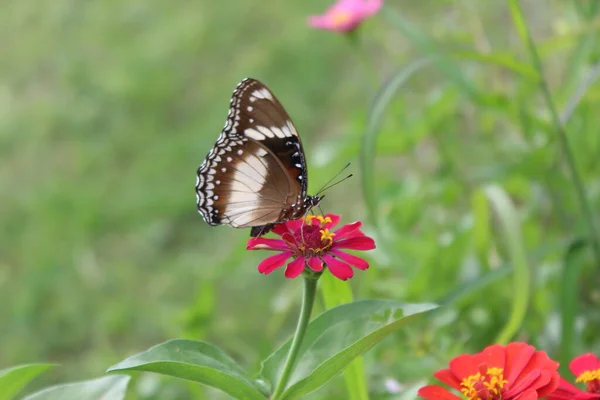 Belles Perches Papillons Sur Fleurs Tropicales Fleurs — Photo